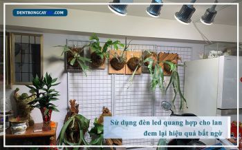 Sử Dụng Đèn Led Quang Hợp Cho Lan Đem Lại Hiệu Quả Bất Ngờ