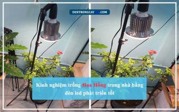 Kinh Nghiệm Trồng Hoa Hồng Trong Nhà Bằng Đèn Led Phát Triển Tốt