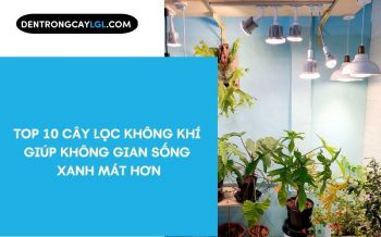Top 10 Cây Lọc Không Khí Giúp Không Gian Sống Xanh Mát Hơn