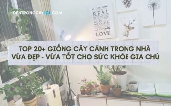 20+ Cây Cảnh Trong Nhà - Lựa Chọn Đẹp Và Tốt Cho Sức Khỏe