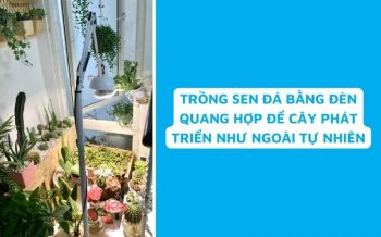 Trồng Sen Đá Bằng Đèn Quang Hợp - Bí Quyết Trồng Cây Trong Nhà